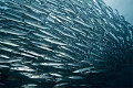   school Barracudas Barracuda point Sipadan. Sipadan  